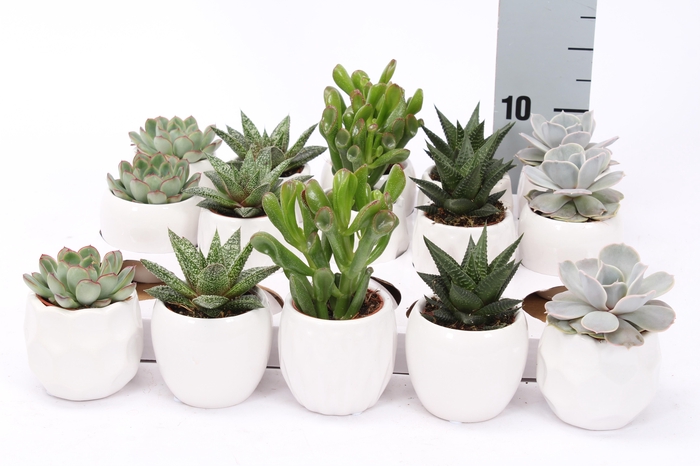 <h4>SUCC GEM 5 SRT</h4>