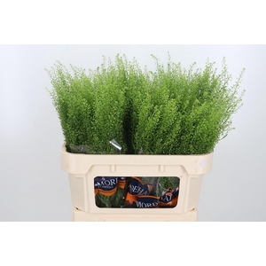 Lepidium Green Bell