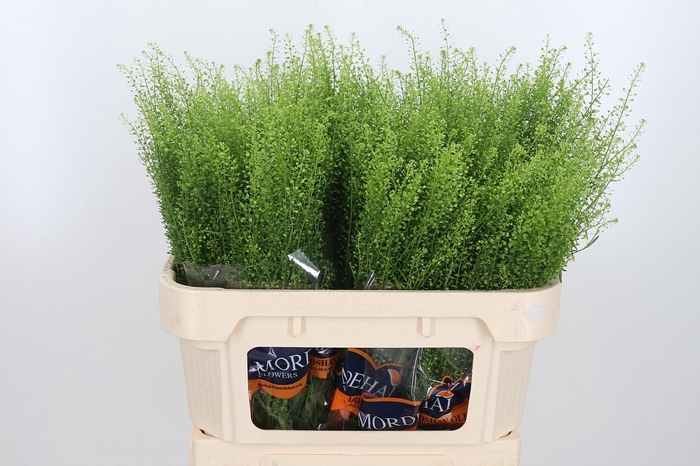 <h4>Lepidium Green Bell</h4>