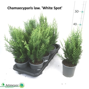 CHAM L WHITE SPOT