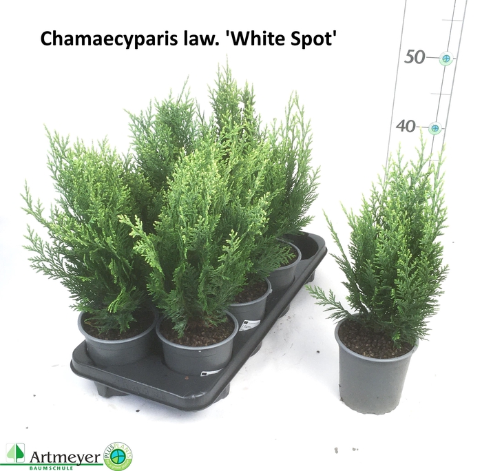 <h4>CHAM L WHITE SPOT</h4>