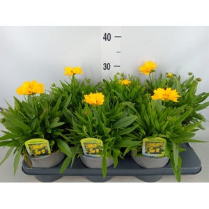 Coreopsis grand. 'Corey Yellow'