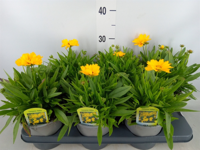 <h4>Coreopsis grand. 'Corey Yellow'</h4>