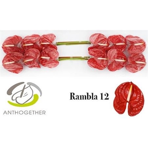 Anth Rambla
