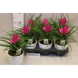 ARR TILLANDSIA