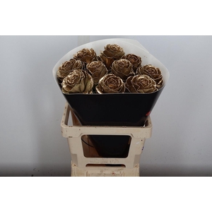 Brassica Wx (ex) Goud