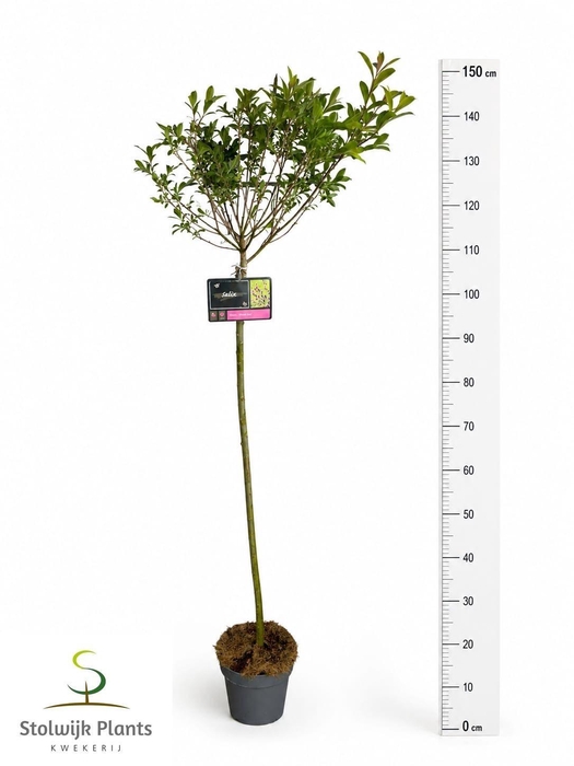 <h4>SALIX MT. ASO</h4>