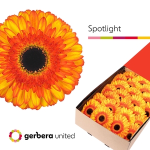 Gerbera Spotlight Doos