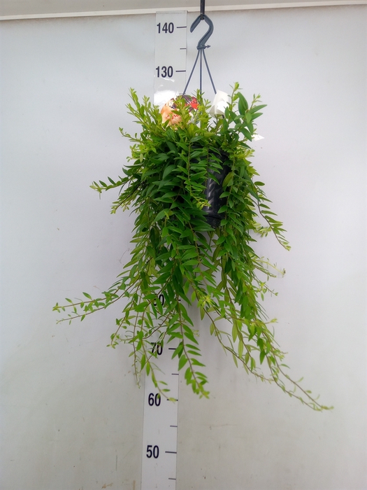 <h4>Aeschynanthus  'Japhrolepis'</h4>
