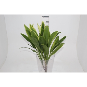 FOLHAGEM DRACENA ALBA