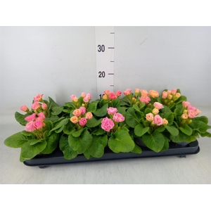 Primula ac. 'Bellerose'