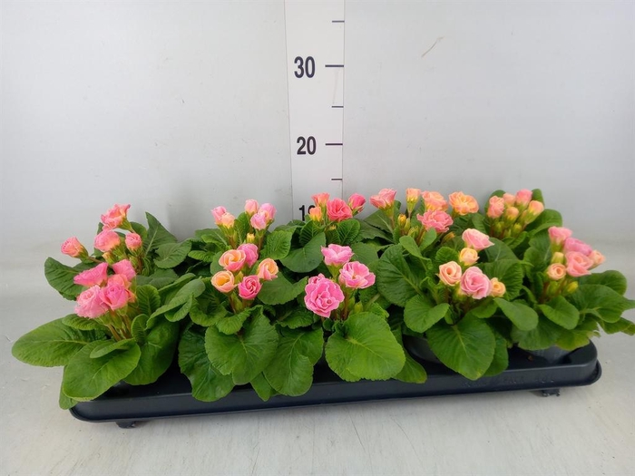 <h4>Primula ac. 'Bellerose'</h4>