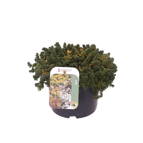 <h4>Sedum album Coral Carpet</h4>