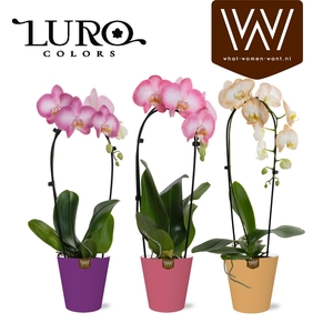 ARR ORCHIDEE