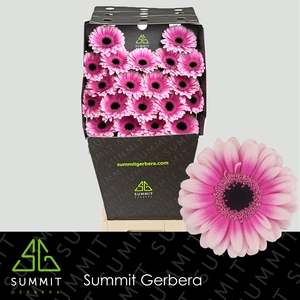 Germini Leando Diamond