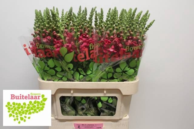 <h4>ANTIR POTO CHER ROSE</h4>