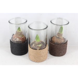 arr4 Amaryllis PL - Glas cilinder touw hoog