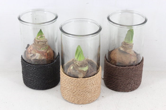 <h4>arr4 Amaryllis PL - Glas cilinder touw hoog</h4>