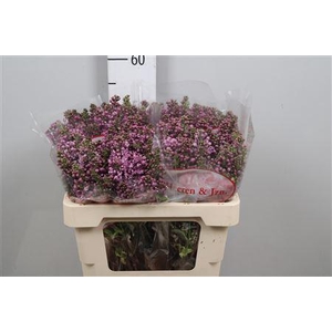 Syr V Dark Koster 4+