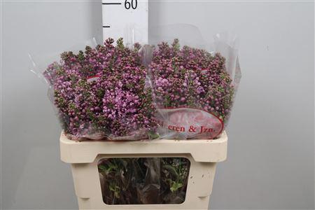 <h4>Syr V Dark Koster 4+</h4>