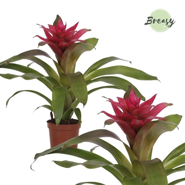 Guzmania Etude