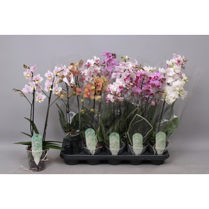 PHAL MF GEM 5 KL