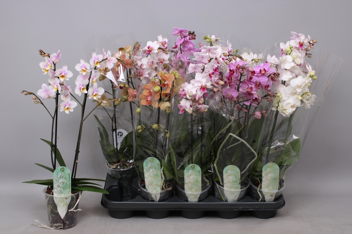 <h4>PHAL MF GEM 5 KL</h4>