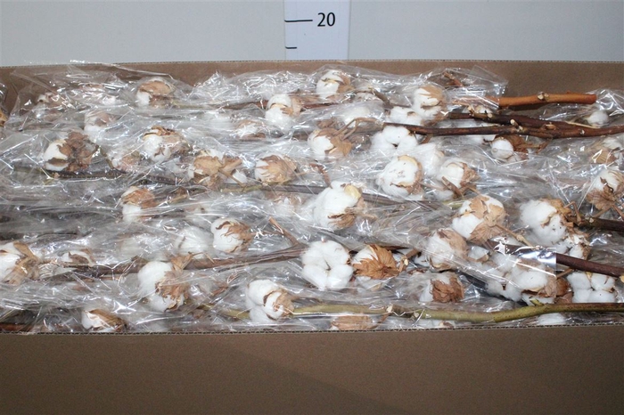 <h4>Gossypium(katoen) 9 Balls</h4>