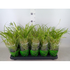 Chlorophytum cos. 'Atlantic'