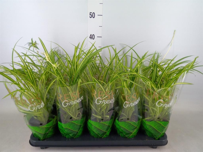 <h4>Chlorophytum cos. 'Atlantic'</h4>