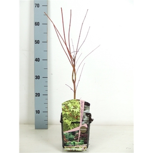 Acer palmatum 'Sangokaku' P19 Full CC