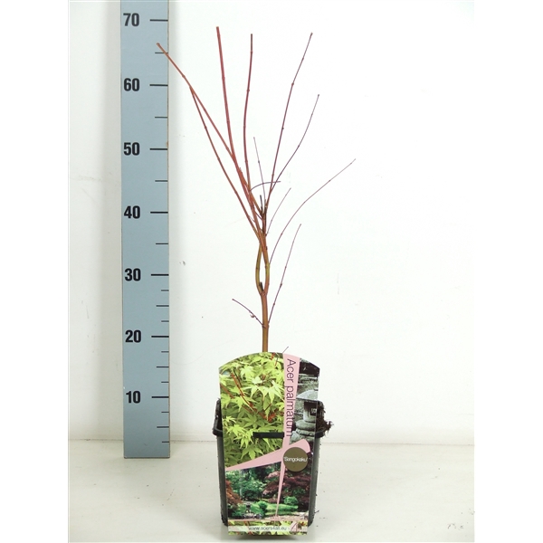 <h4>Acer palmatum 'Sangokaku' P19 Full CC</h4>