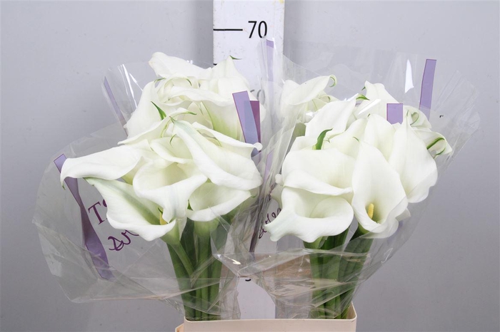 <h4>Zant White Art</h4>