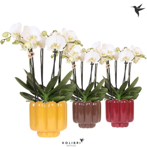 Kolibri Orchids Phalaenopsis Jewel Ghent 4 spike in Retro pot yellow mix