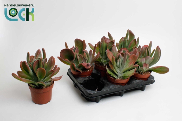 <h4>KALAN TH RED LIPS</h4>