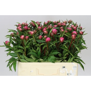 Paeonia Anima