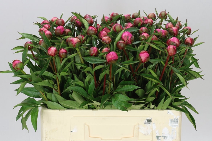 <h4>Paeonia Anima</h4>