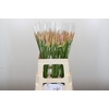 Nerine Vesta K