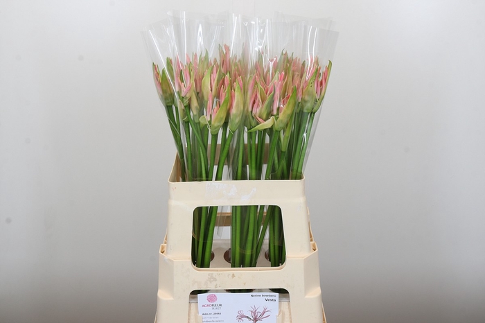 Nerine Vesta K