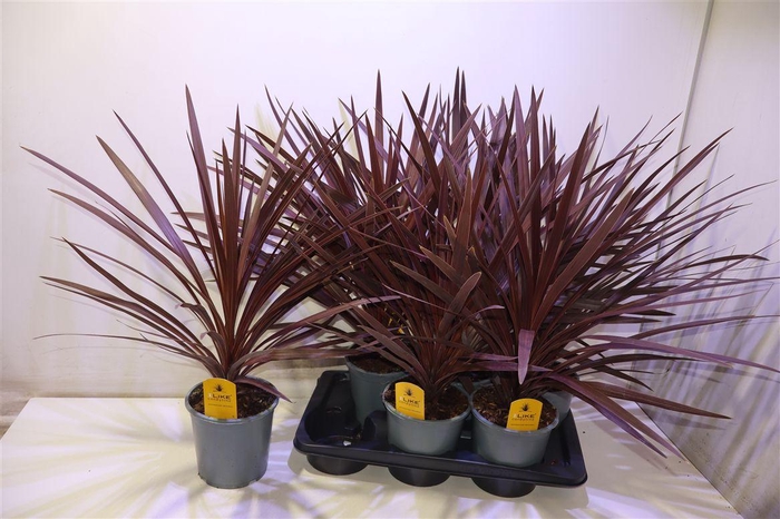 <h4>Cord Aus Red Star</h4>