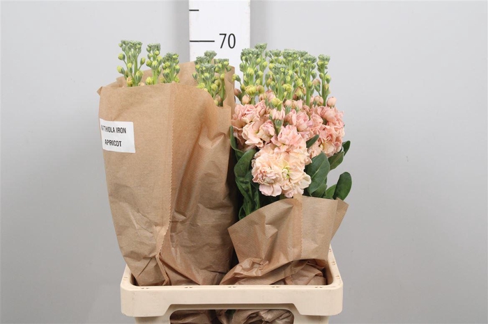 <h4>Matth Iron Apricot</h4>