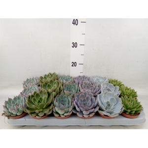 Echeveria   ...mix