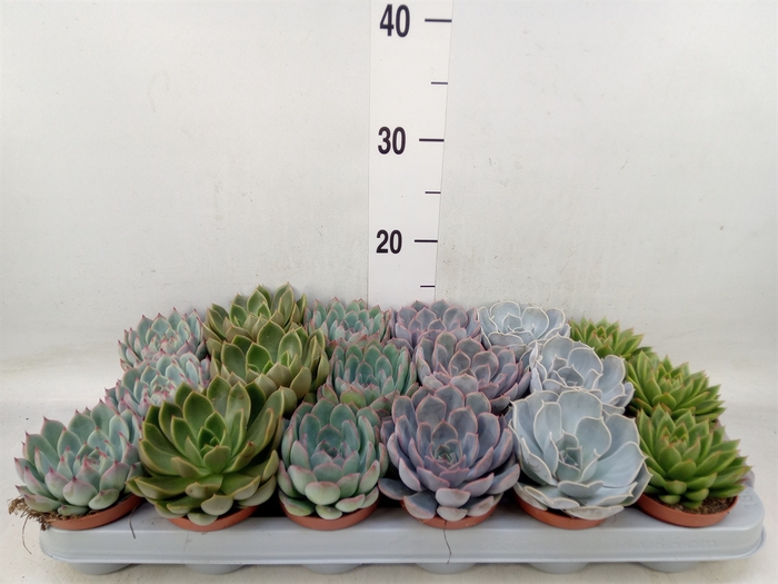 <h4>Echeveria   ...mix</h4>