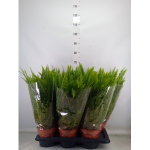 Nephrolepis exal. 'Green Lady'