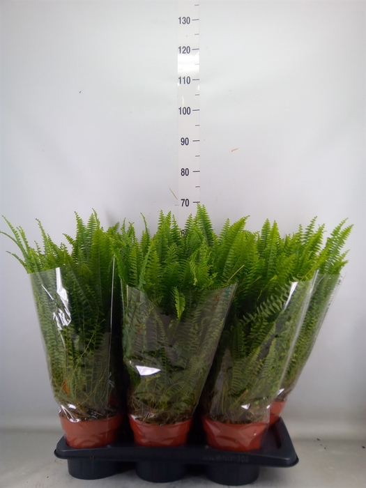 <h4>Nephrolepis exal. 'Green Lady'</h4>