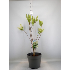 Syringa vulg. 'Mme Florent Stepman'