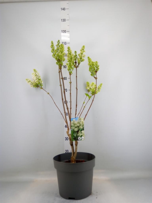 <h4>Syringa vulg. 'Mme Florent Stepman'</h4>