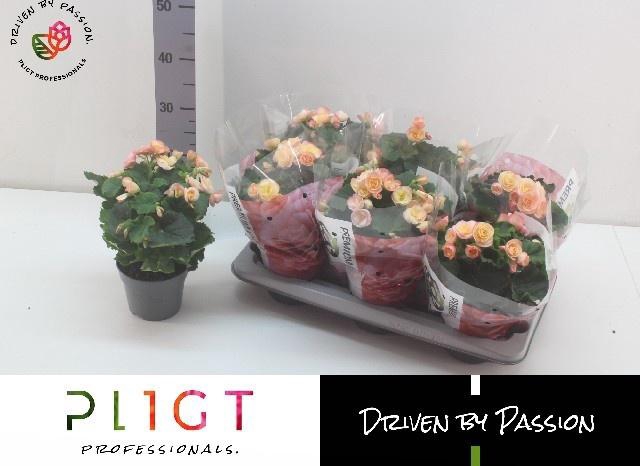 <h4>BEGONIA HAILEY SUNSET P14</h4>
