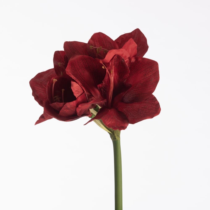 AF Amaryllis L66cm Red
