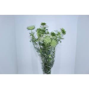 AMMI MAJUS